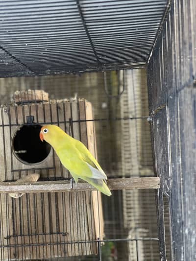 Love birds breeder pairs with dna