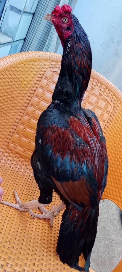 high quality mazbot ptha band gand jor mazbot body