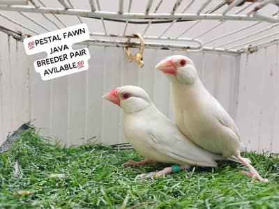 love birds dunfellow splits and yellow face splits avilable