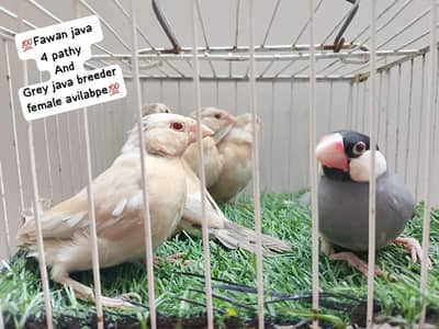 love birds dunfellow splits and yellow face splits avilable