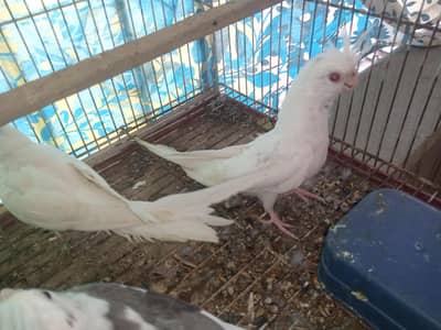 cockatilel eno red eyes paid