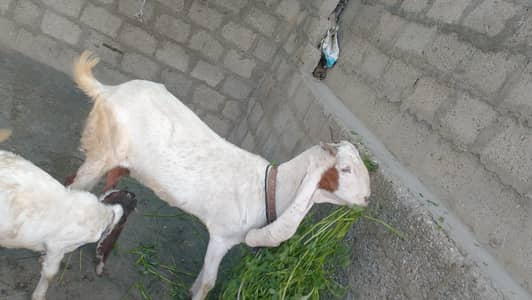 pTeri bakri 1 baccha ke sath