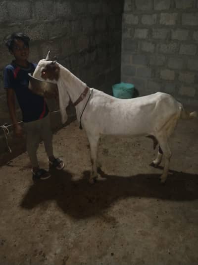 pTeri bakri 1 baccha ke sath