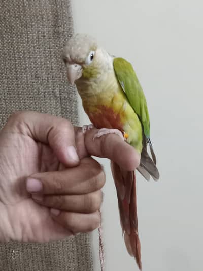 Handtame Pineapple Conure For Sale