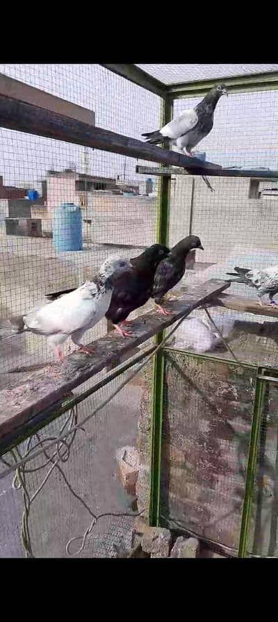 MashahAllah her blood ka bacha Hoga totally 9 piece