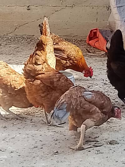 Golden misri ando wali and aseel lakha chicks