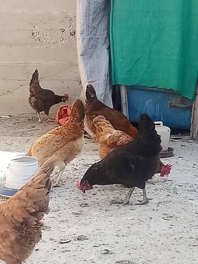 Golden misri ando wali and aseel lakha chicks