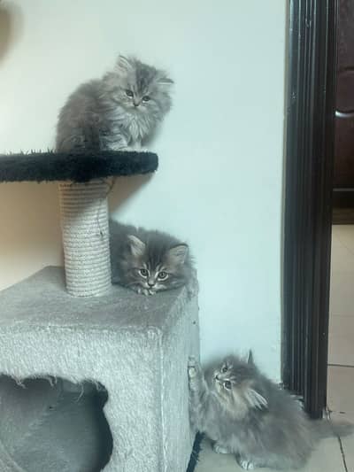 Grey Himaliyan Triple Coated Persian Kitten