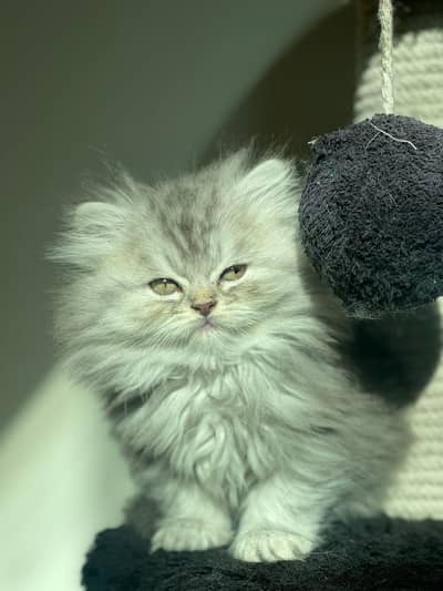 Grey Himaliyan Triple Coated Persian Kitten