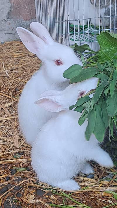 cute  bunnies       