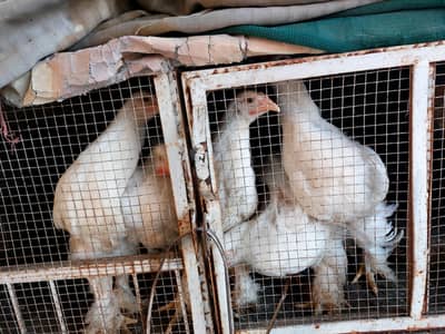 white heavy buff and golden buff