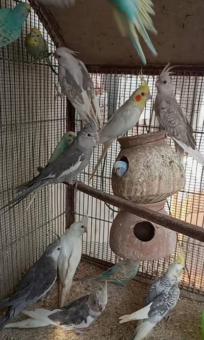 Beautiful and Healthy cocktail for sale