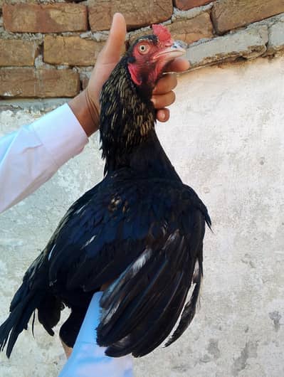 aseel patha for sale  03185799725