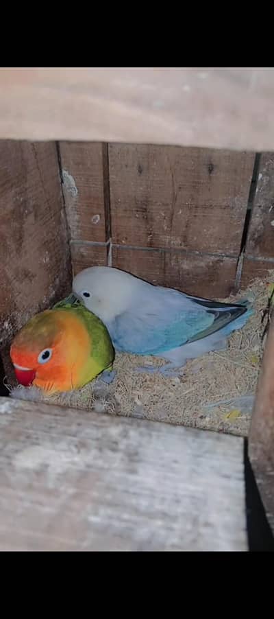 love birds adult pairs