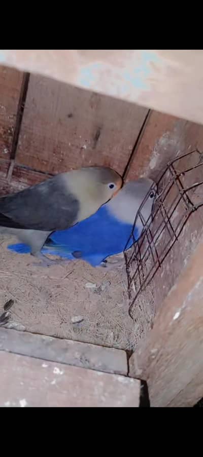 love birds adult pairs