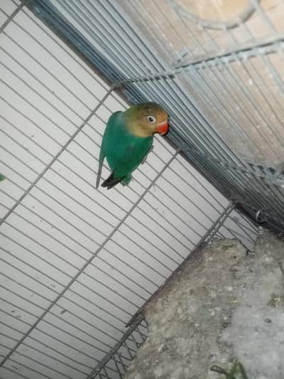 Lotino Black Mask Peachface and Parblue split Ino Lovebirds for sale