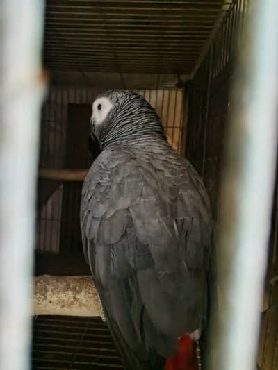 Grey parrot
