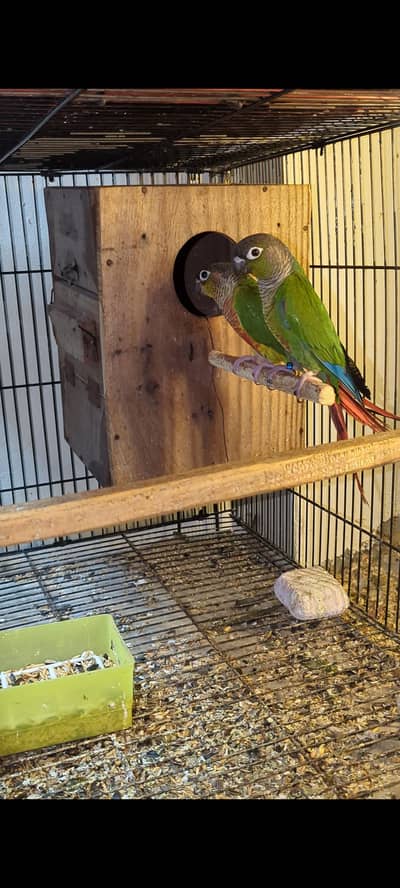 Green chick conure x Yellow sided conure breeder pair