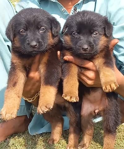 German Shepherd puppies for sale