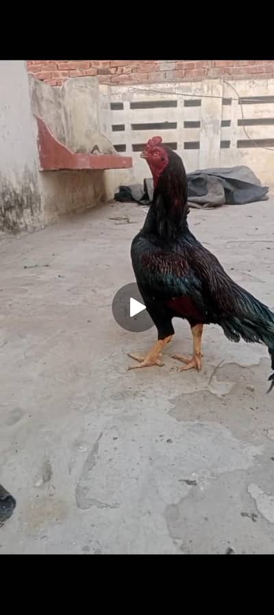 amroha blod line pair available 03104323502