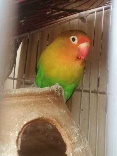 lovebird breeder female