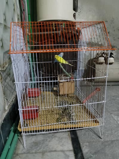 sell  aus budgies