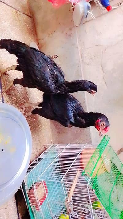 high quality  aseel pair low price ma