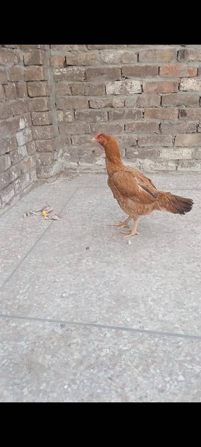 high quality pila murgi