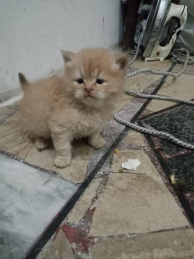 Persian male kitten's