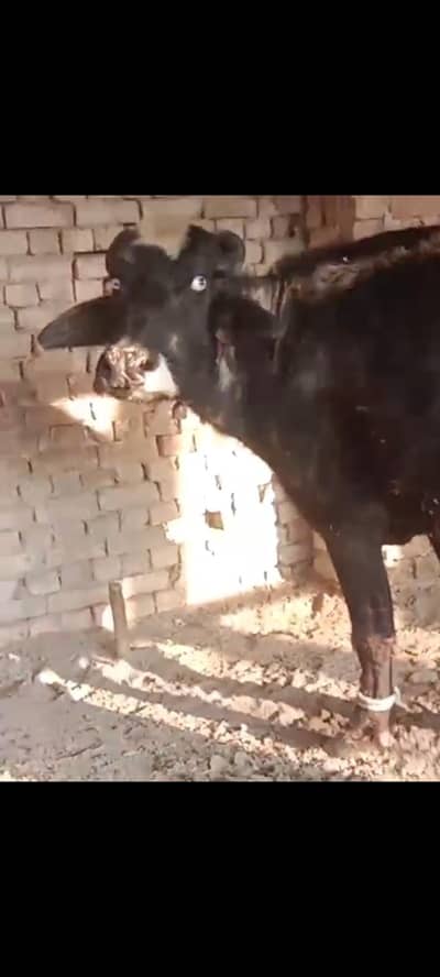 pure naili Ravi Buffalo taza soue Sath kta