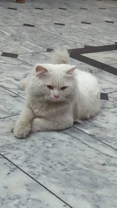 Persian Cat