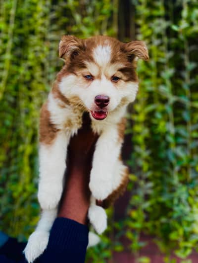 Siberian husky female