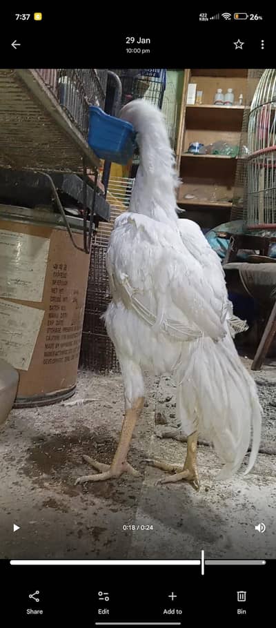 King shamoo  male available for sale munasib prise