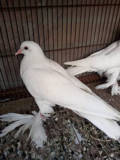 white pemorien chick's pair 4000+aik male bhi available ha price 3000