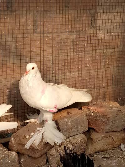 white pemorien male pouter