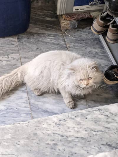 Persian Male  / Triple  coated male   / white male kitten / stud male