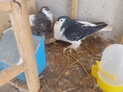 Shirazi breeder pairs  Urgent Sale