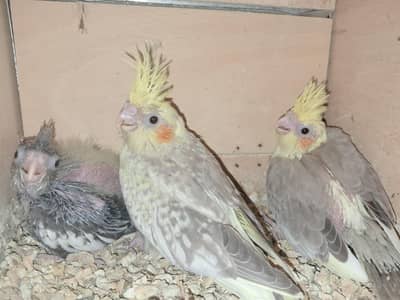cockatiel pair and hand feed chicks