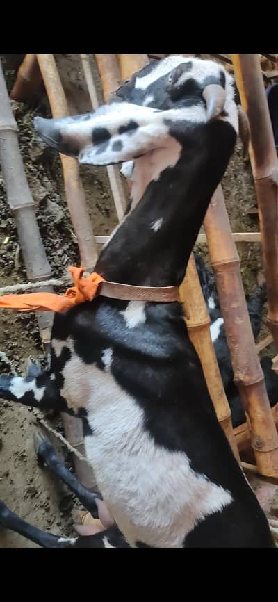 Betal bakri 6 dant path Sath 1 male bacha