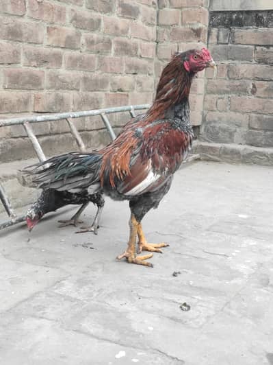 Aseel Mianwali & Black Thai Breeder Pair