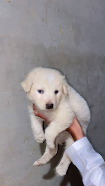 Urgent sale orignale Russian wooly coat