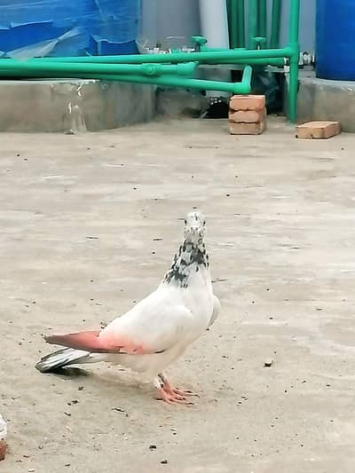 pure blood Line all Pegion active and fresh total 9 pice 4  baby 2 p