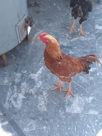 گھر کا پالا ہوا بچہ ہے