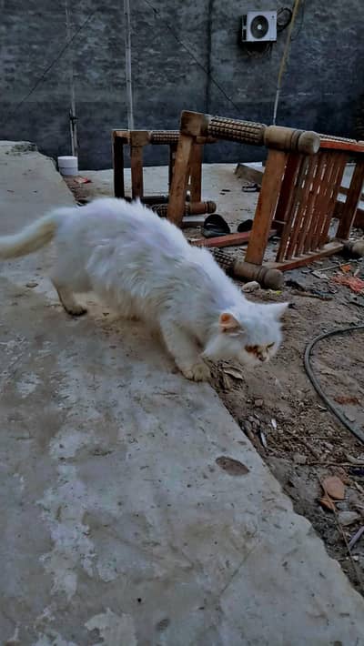 female cats white colour home delivery we able ha