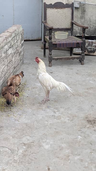 heera aseel murga or home breed madian