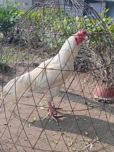 HIGH QUALITY BREEDER MALE