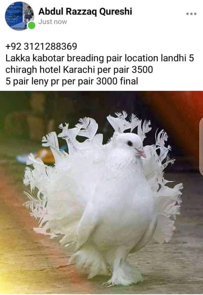 lakka kabotar