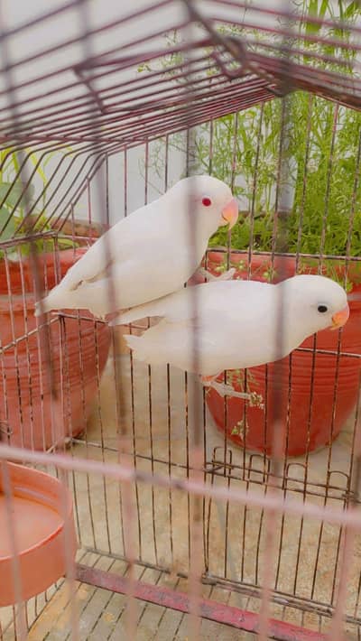 Albino red-eye into black eyes