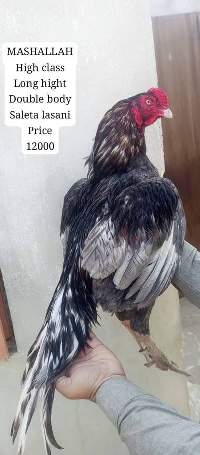 only call WhatsApp aseel murga