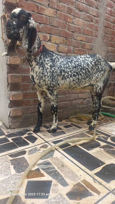 Goat | Feamle Goats | Makki Cheeni Goat | Bkri For sale